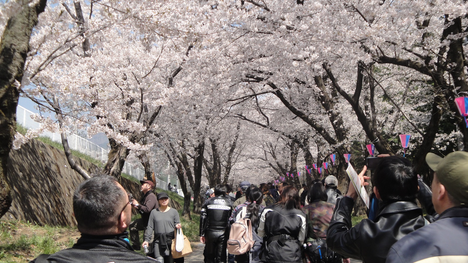 赤城南面千本桜の写真１