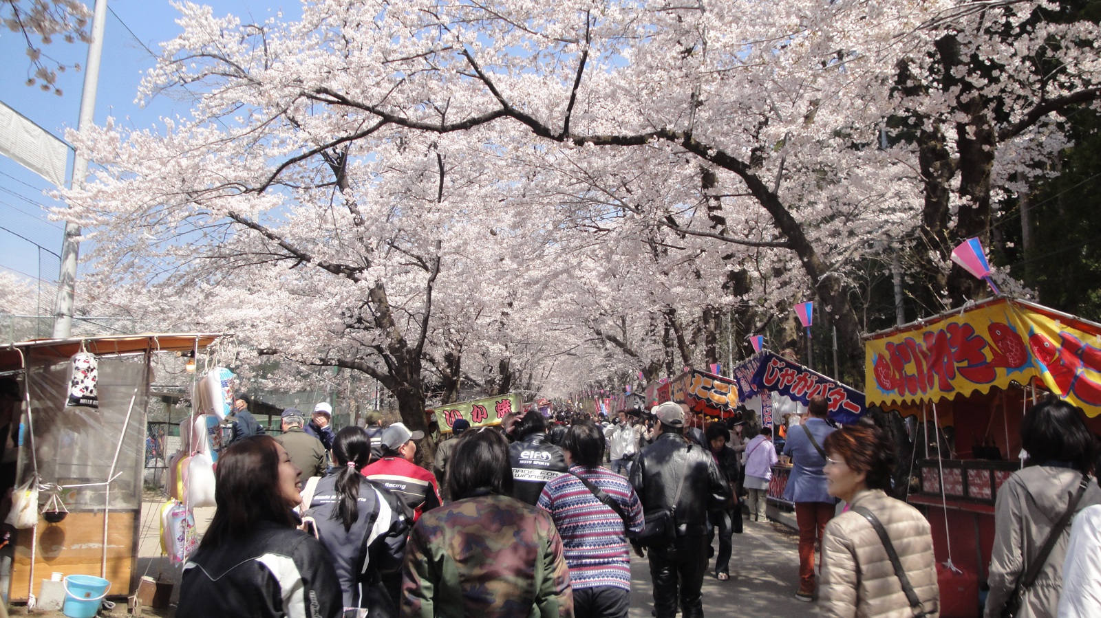 赤城南面千本桜の写真２