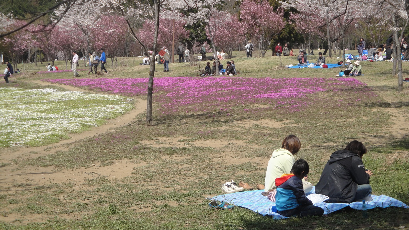 赤城南面千本桜の写真３